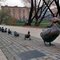 Пам’ятник матусі-качці та її вісьмом каченятам із казки Роберта Макклоскі. Москва, Росія.